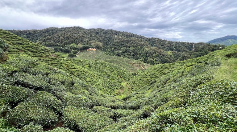 veduta delle Cameron Highlands