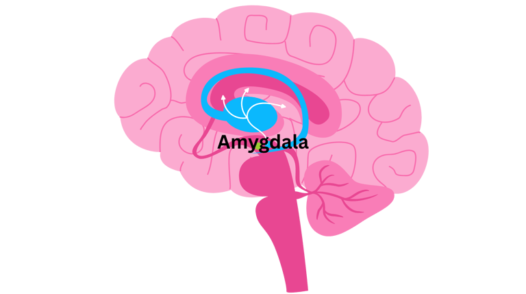 Empathy as Negotiation Tool