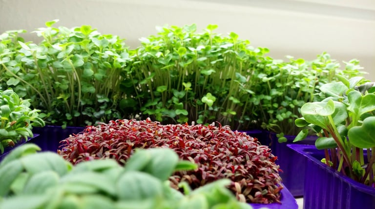 a picture of Early Greens microgreens nursery  produce