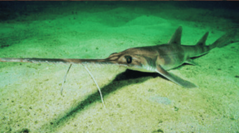 requin scie à long nez sur le sable