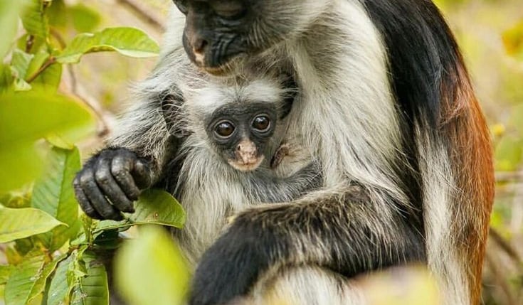 Zanzibar red colobus monkey carrying its baby in Jozani Forest during a wildlife tour