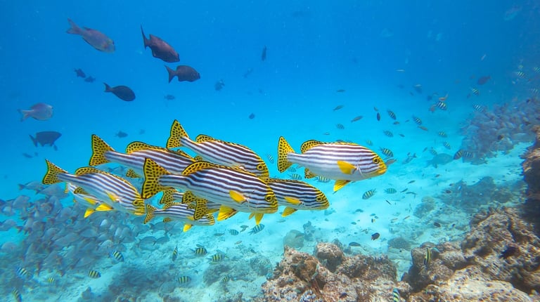 One & Only Reethi Rah Maldives house reef snorkelling