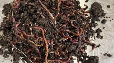 vermiculture-products