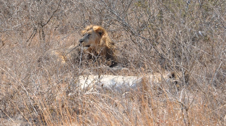 Lion and Lioness in the Hluhluwe and Umfolozi game park, South Africa
