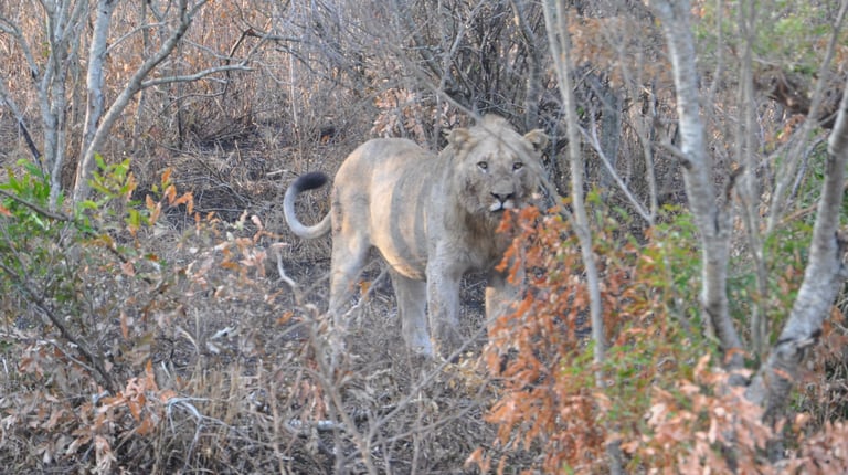lioness eating her catch in the Hluhluwe and Umfolozi game park, South Africa