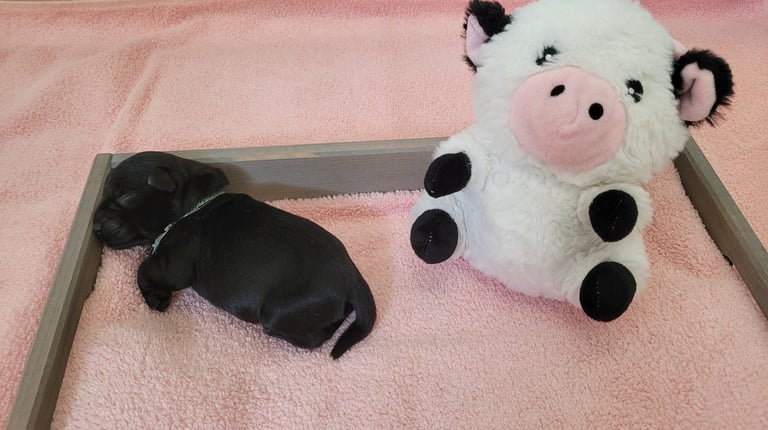 Chiot Schnauzer qui dort