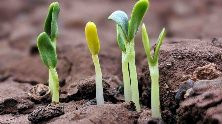 growing saplings