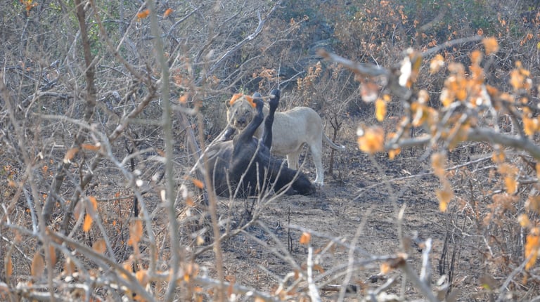Lioness eating her prey in the Hluhluwe and Umfolozi game park, South Africa