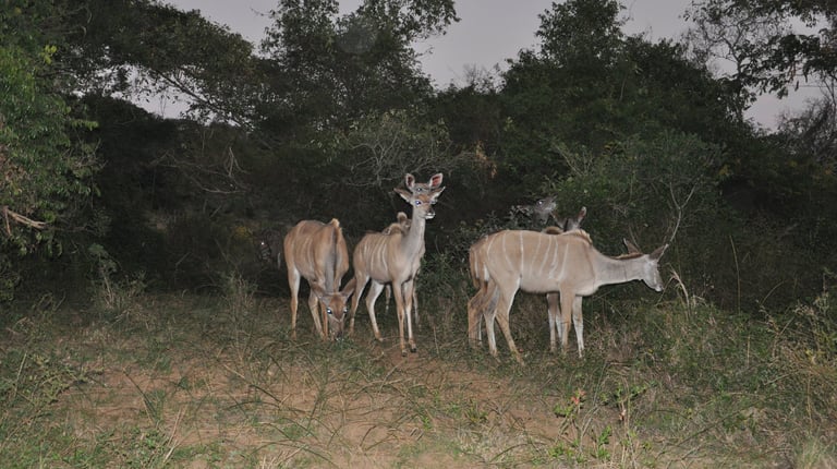 Striped deer, in the Isimangaliso wetland park, St Lucia, South Africa