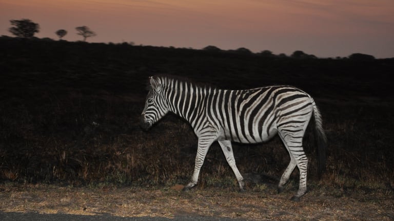 Zebra in the Isimangaliso wetland park, St Lucia, South Africa