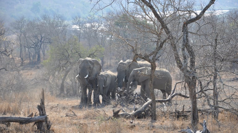 Herd of elephants in the Hluhluwe and Umfolozi game park, South Africa