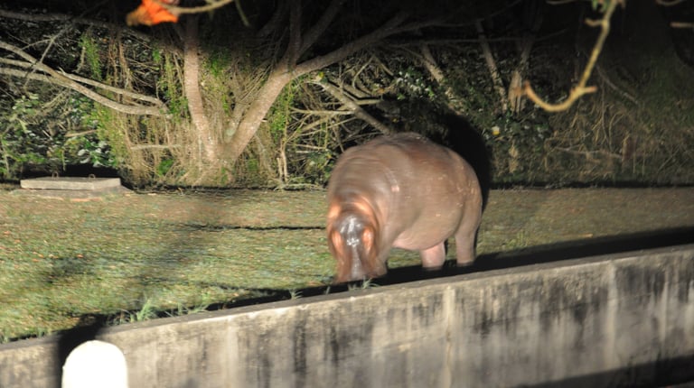 Hippos in the streets of St Lucia, South Africa