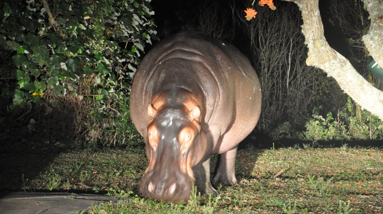 Hippos in the streets of St Lucia, South Africa