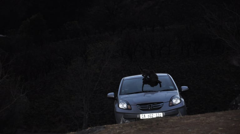 monkeys at the Thendele Upper Camp,, Drakensberg Amphitheatre, South Africa