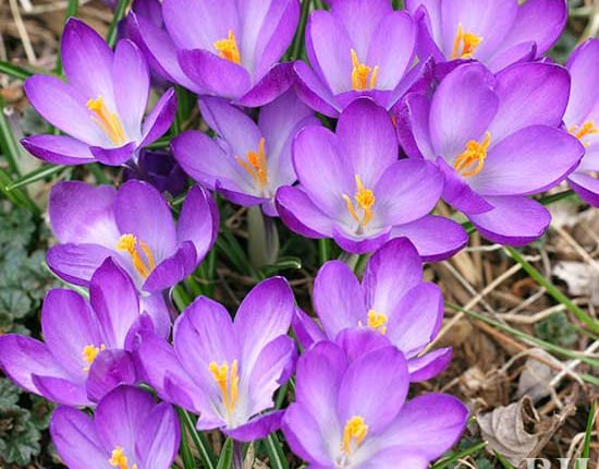 Planting crocuses in the Pocklington area