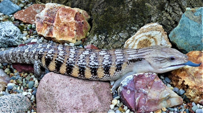 blue tongued skink