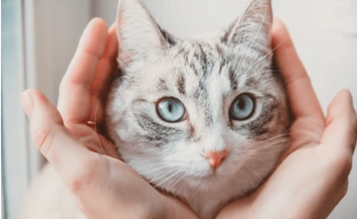 Soins énergétiques et médecine douce pour ton animal