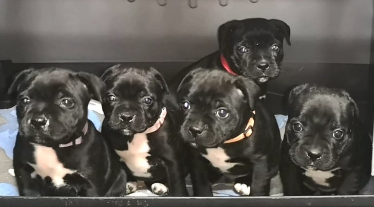 5 staffy cuccioli neri con petto bianco guardano l'obiettivo con degli occhi dolcissimi