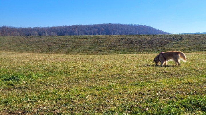 Un chien de race golden retriever reniflant l'herbe dans un champ