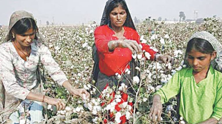 cotton collecting labor