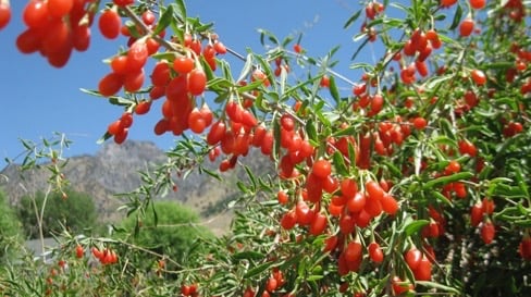 Goji Berry tree