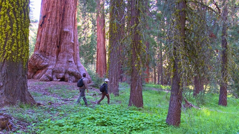 Yosemite, Mariposa Grove