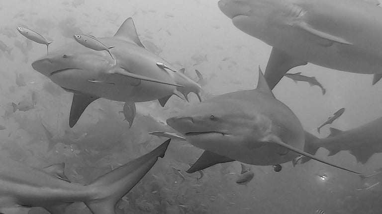 scuba diving with bull sharks, Fiji