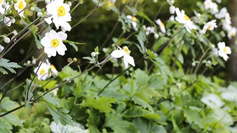 witte anemonen gecombineerde border
