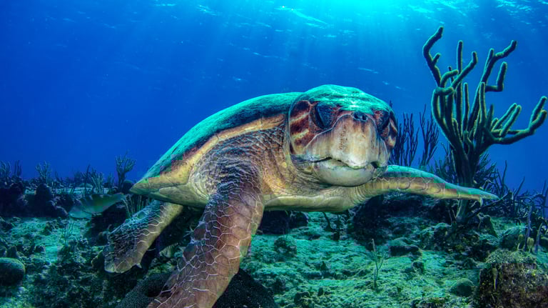 Cozumel - MEXIQUE