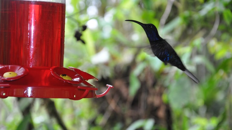Humming birds at the La Paz Waterfall Garden and Nature Park, Costa Rica