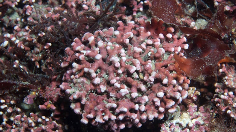 Maerl - Phymatolithon calcareum