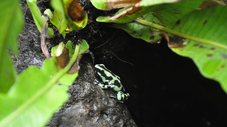 poison dart frogs at the La Paz Waterfall Garden and Nature Park, Costa Rica