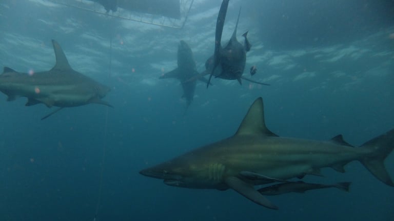 Oceanic black tips on a baited shark dive, Aliwal Shoal, Umkomaas, South Africa