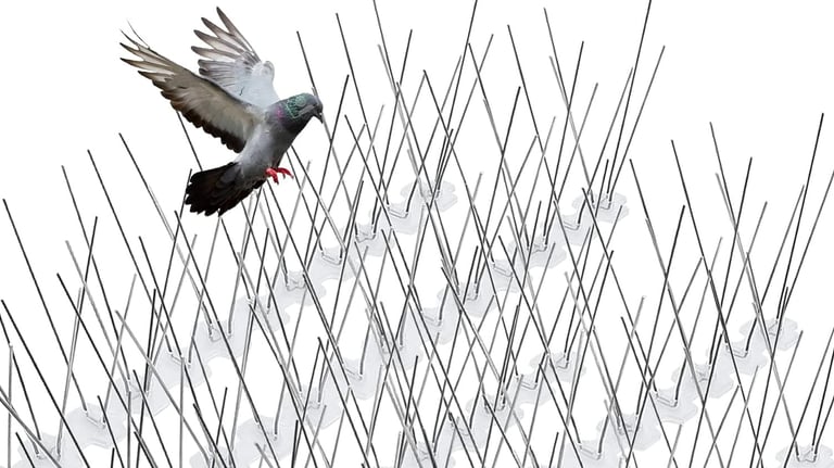 Bird Spikes