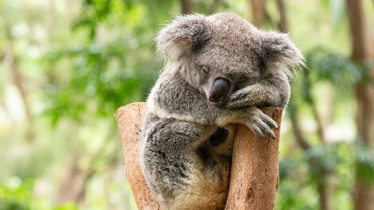 Zoo Animal