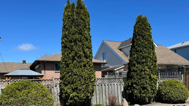 tree pruning services in north bay and area