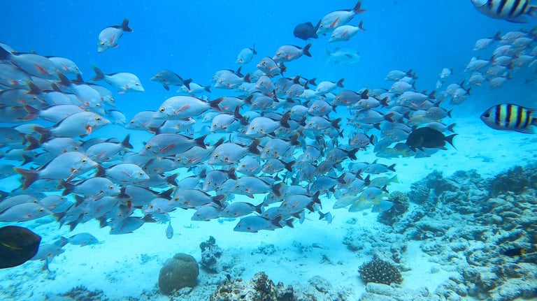 One & Only Reethi Rah Maldives house reef snorkelling