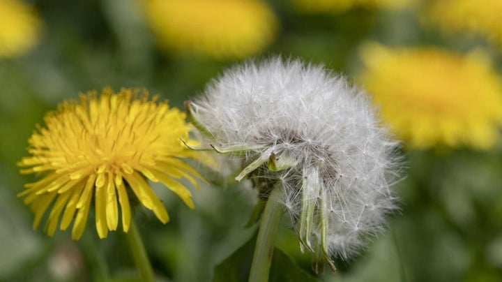 dandelion