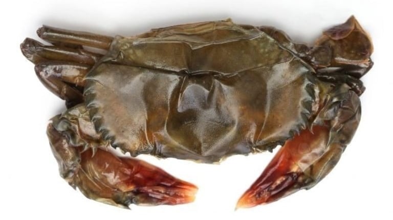 soft-shell crabs