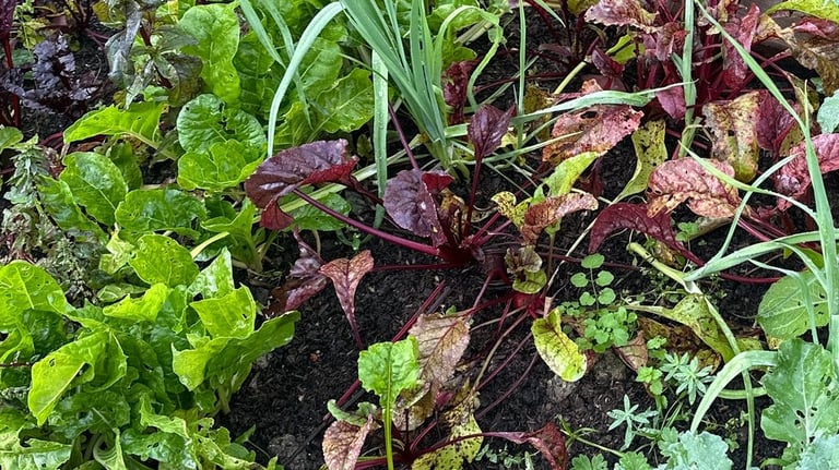 Grow your own vegetables in a raised bed