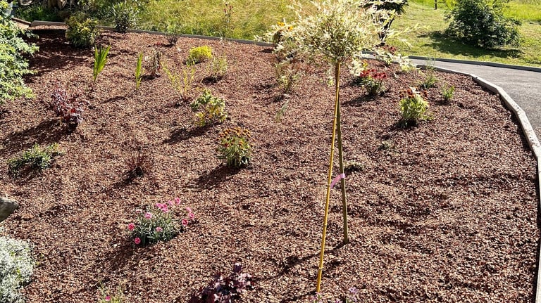 a tree in a garden with a path leading to a path