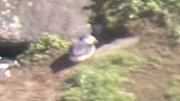 A puffin at South Stack lighthouse