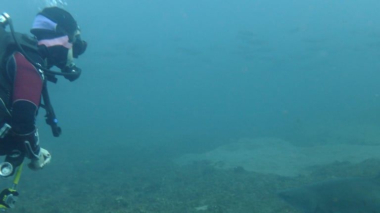 Ragged tooth Shark, Aliwal Shoal, Umkomaas, South Africa