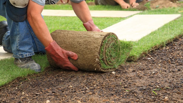 freshly laying sod 