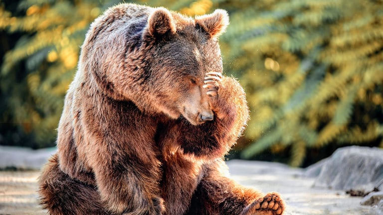 Bear