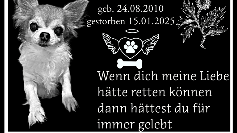 a dog is sitting on a black background