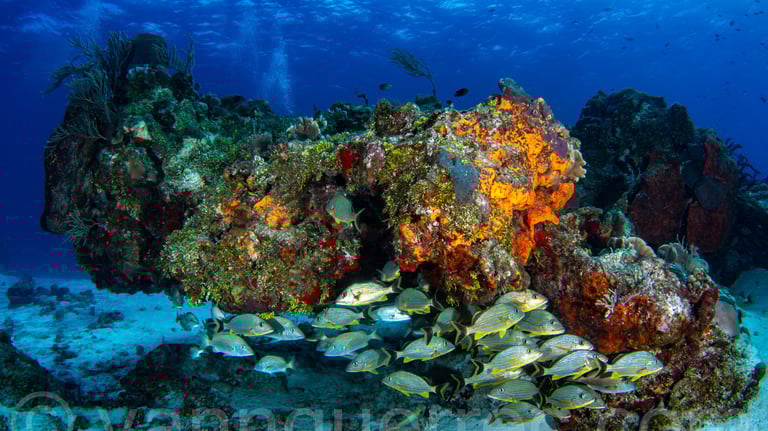 Cozumel - MEXIQUE