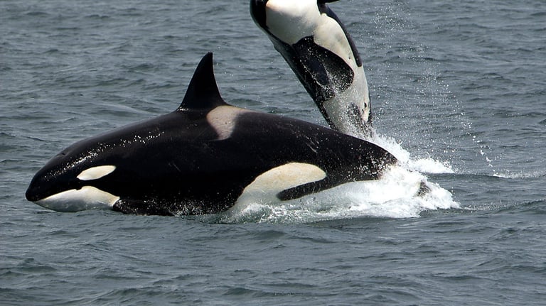 Whale