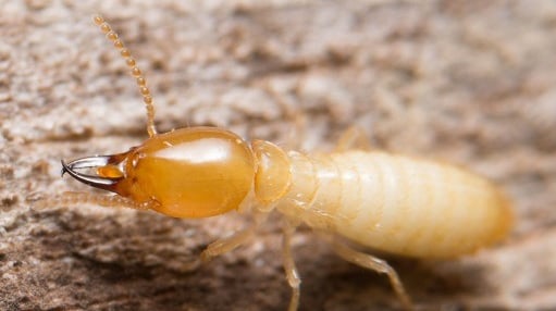 Termite Treament
