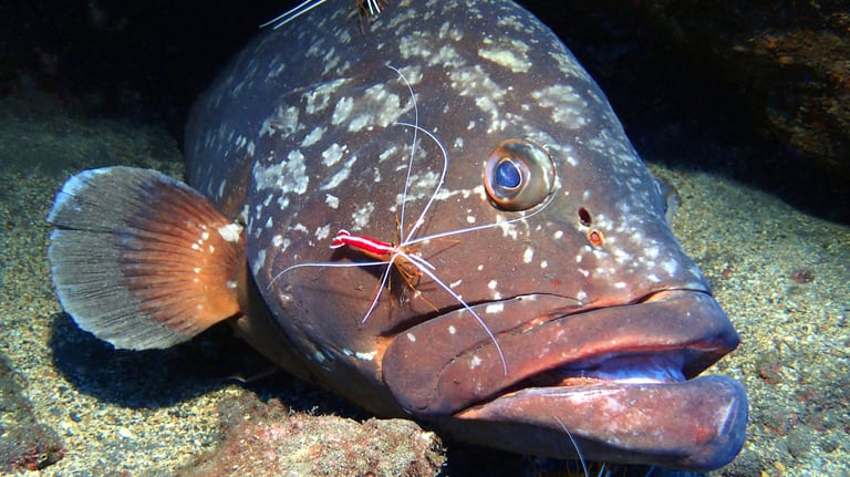 Dusky Grouper at Garajau Dive Reserve